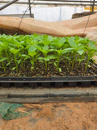 고향에서 고추님의 고추 · 영농일지 작성글 사진