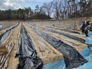 하늘아래삼 님의 기타작물 · 영농일지 작성글 사진