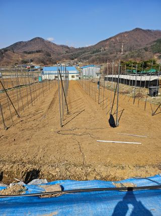 처음출석 합니다님의 사과 · 영농일지 작성글 사진