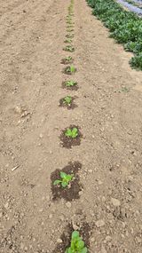 팜모닝 기타작물·영농일지 게시글 이미지