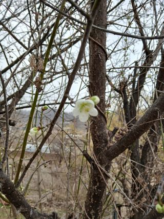 강지현님의 양파 · 영농일지 작성글 사진
