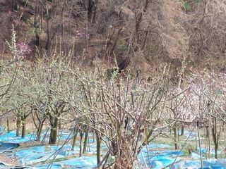 이원영님의 자두 · 영농일지 작성글 사진