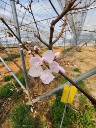 김영준님의 복숭아 · 영농일지 작성글 사진
