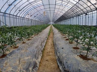 전원수님의 기타작물 · 영농일지 작성글 사진