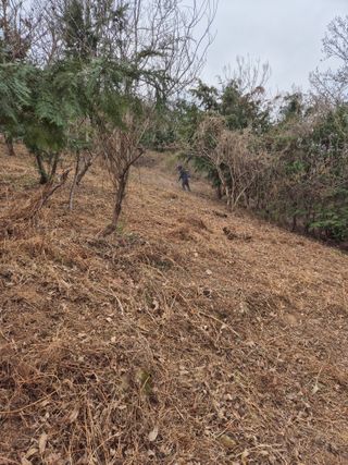 두릅나무17730님의 기타작물 · 영농일지 작성글 사진