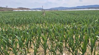 서정욱님의 마늘 · 영농일지 작성글 사진