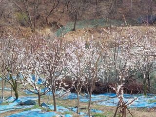 이원영님의 자두 · 영농일지 작성글 사진