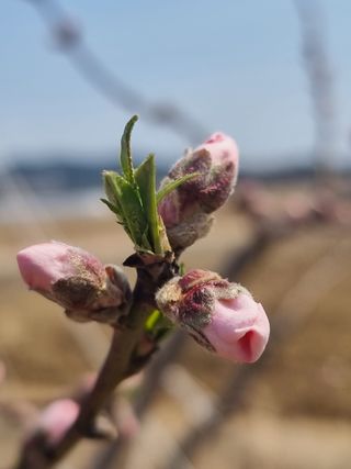 해찬들농원님의 복숭아 · 영농일지 작성글 사진