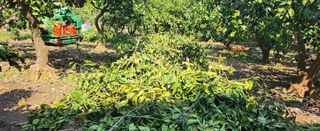 김형철님의 기타작물 · 영농일지 작성글 사진