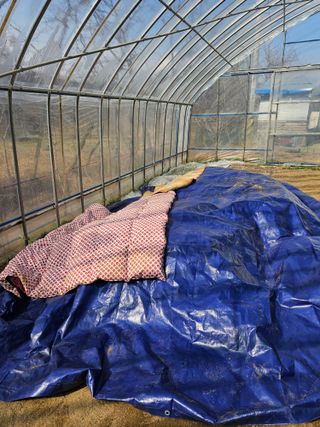 김웅래님의 감자 · 영농일지 작성글 사진