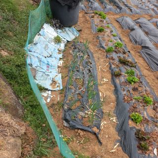 김건우님의 기타작물 · 영농일지 작성글 사진