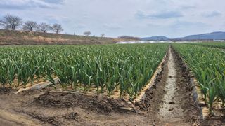 서정욱님의 마늘 · 영농일지 작성글 사진