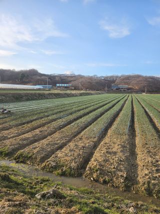 권정식님의 기타작물 · 영농일지 작성글 사진