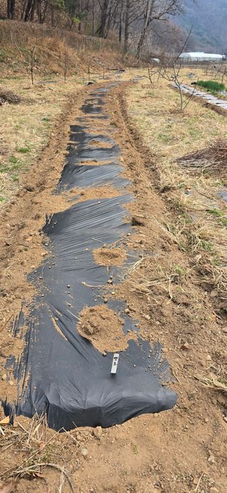 돌복숭아님의 사과 · 영농일지 작성글 사진