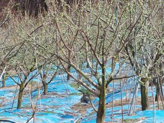 이원영님의 자두 · 영농일지 작성글 사진