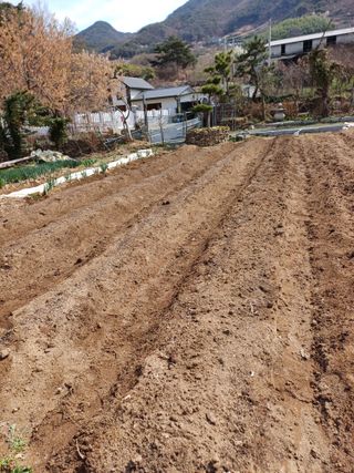 신 난다님의 고추 · 영농일지 작성글 사진