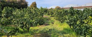 김형철님의 기타작물 · 영농일지 작성글 사진