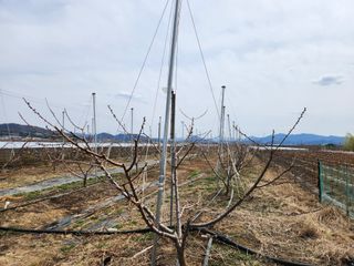 꿀복이농장님의 기타작물 · 영농일지 작성글 사진