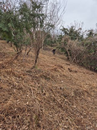 두릅나무17730님의 기타작물 · 영농일지 작성글 사진