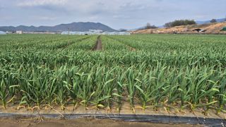 서정욱님의 마늘 · 영농일지 작성글 사진