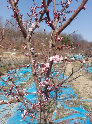 이원영님의 자두 · 영농일지 작성글 사진