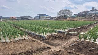 서정욱님의 마늘 · 영농일지 작성글 사진