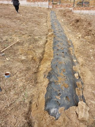 금복주님의 기타작물 · 영농일지 작성글 사진