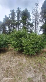 팜모닝 기타작물·영농일지 게시글 이미지