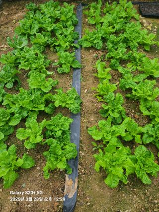 포청천님의 기타작물 · 영농일지 작성글 사진