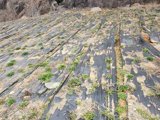 박헌님의 기타작물 · 영농일지 작성글 사진