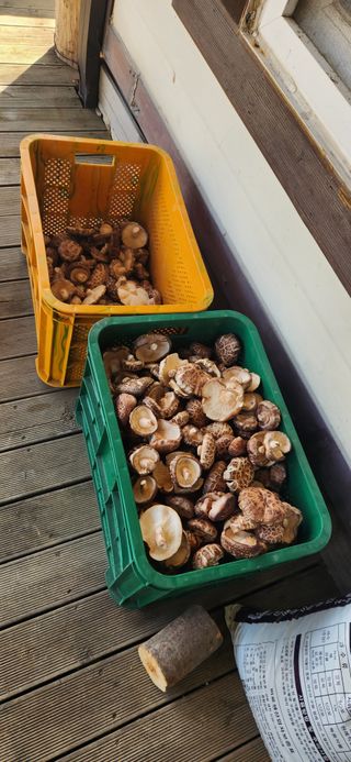 최군환님의 기타작물 · 영농일지 작성글 사진