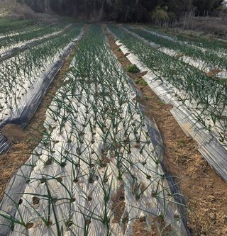 소병기 정직한농장님의 양파 · 영농일지 작성글 사진