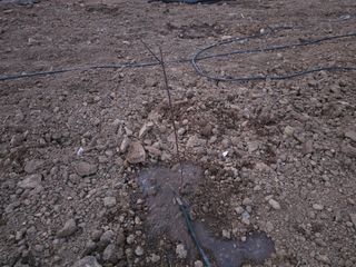 황금농장님의 기타작물 · 영농일지 작성글 사진