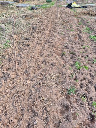 정진필님의 기타작물 · 영농일지 작성글 사진