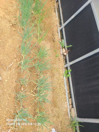 포청천님의 기타작물 · 영농일지 작성글 사진