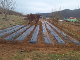 정희군님의 감자 · 영농일지 작성글 사진