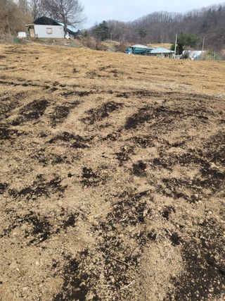 이상욱님의 고추 · 영농일지 작성글 사진