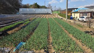 정태권님의 마늘 · 영농일지 작성글 사진