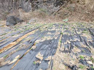 박헌님의 기타작물 · 영농일지 작성글 사진