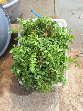 정희군님의 감자 · 영농일지 작성글 사진