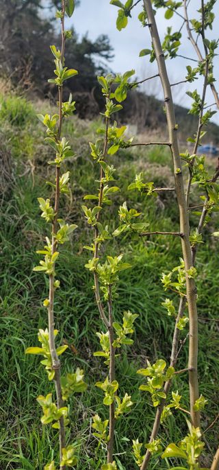 박종화님의 기타작물 · 영농일지 작성글 사진