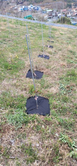 박종화님의 기타작물 · 영농일지 작성글 사진