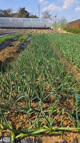 팜모닝 마늘·영농일지 게시글 이미지