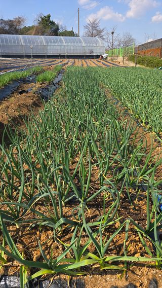 정태권님의 마늘 · 영농일지 작성글 사진