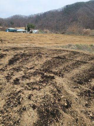 이상욱님의 고추 · 영농일지 작성글 사진