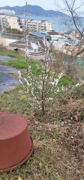 박종화님의 기타작물 · 영농일지 작성글 사진