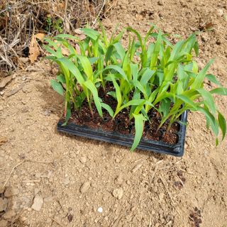 이창화님의 기타작물 · 영농일지 작성글 사진