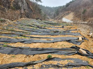 박헌님의 기타작물 · 영농일지 작성글 사진