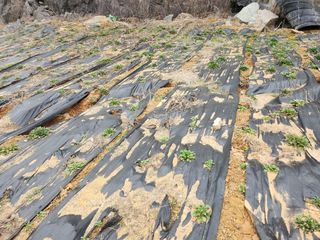 박헌님의 기타작물 · 영농일지 작성글 사진