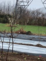 팜모닝 옥수수·영농일지 게시글 이미지